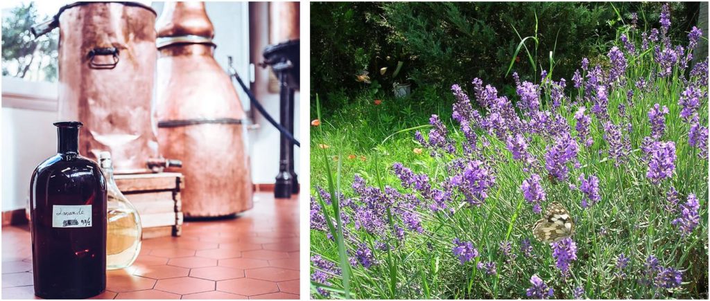 illatos levendula, parfüm